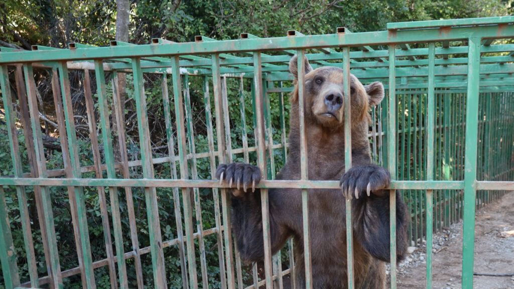 IMPORTANT UPDATE on the fight to FREE LJUBO, a bear in despair!