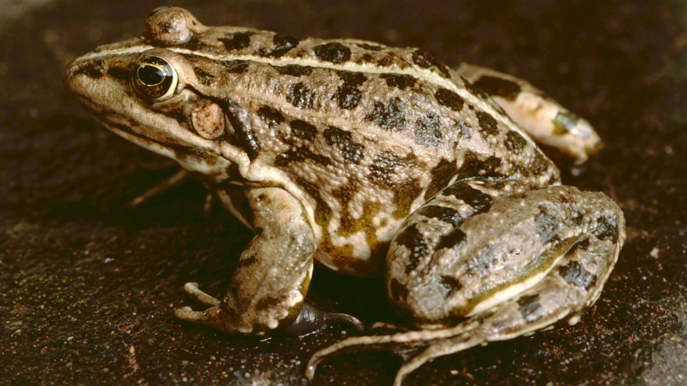 Study Warns European Demand for Frog Legs Could Drive Amphibians to  “Irreversible Extinction” - Animal Survival International