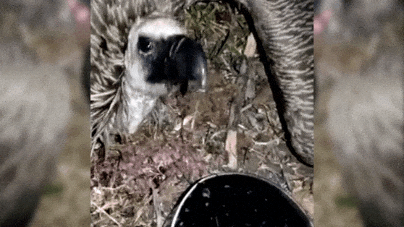Critically important vultures are being ruthlessly poisoned and pushed to EXTINCTION.