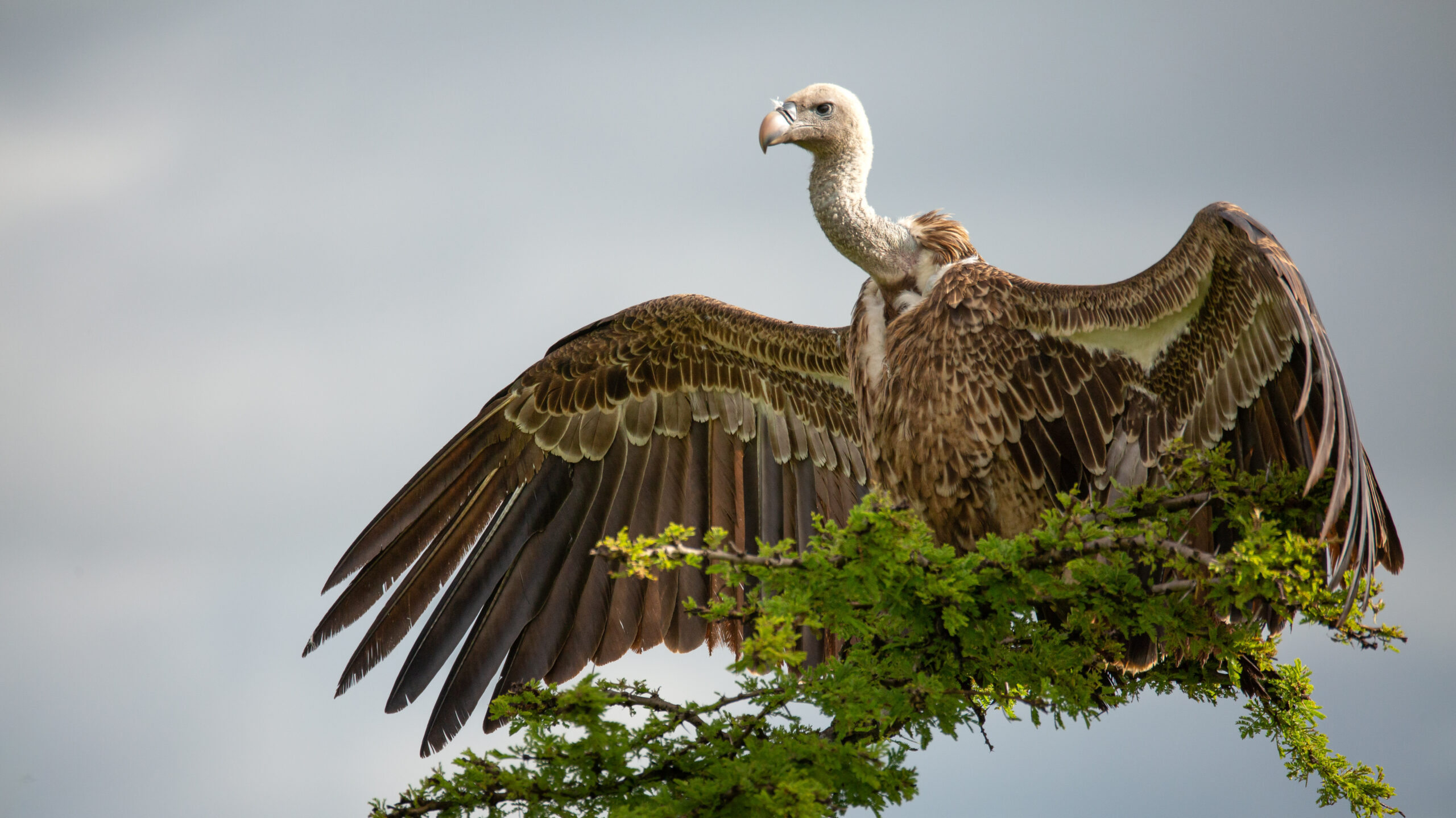 Vultures are being ruthlessly poisoned and driven to extinction!