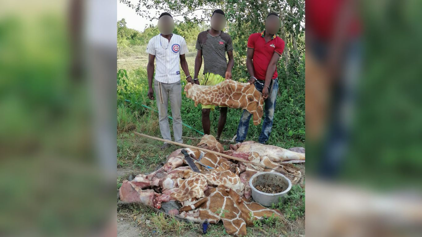 Illegal traders refer to giraffes as “motorbikes” because selling their body parts can fetch enough money to buy a motorcycle.