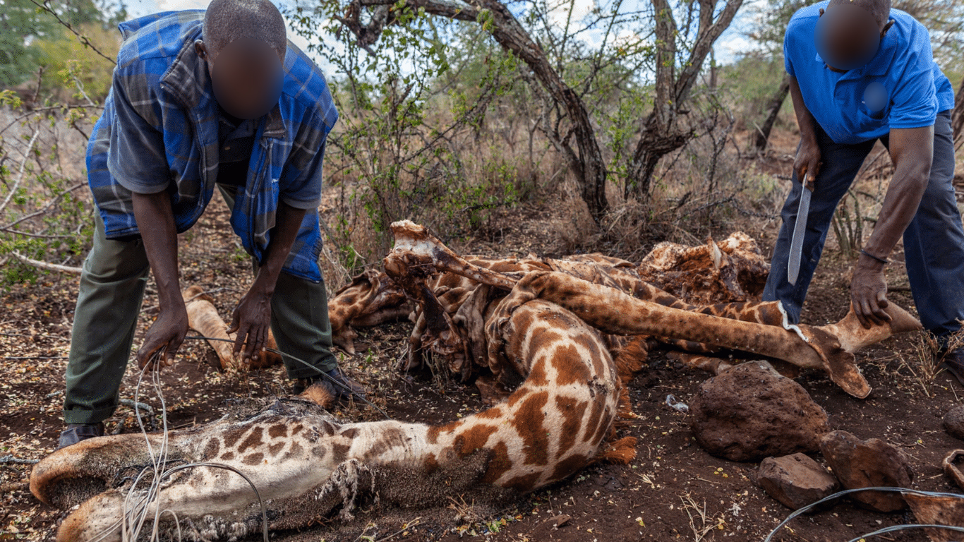 Illegal traders refer to giraffes as “motorbikes” because selling their body parts can fetch enough money to buy a motorcycle.