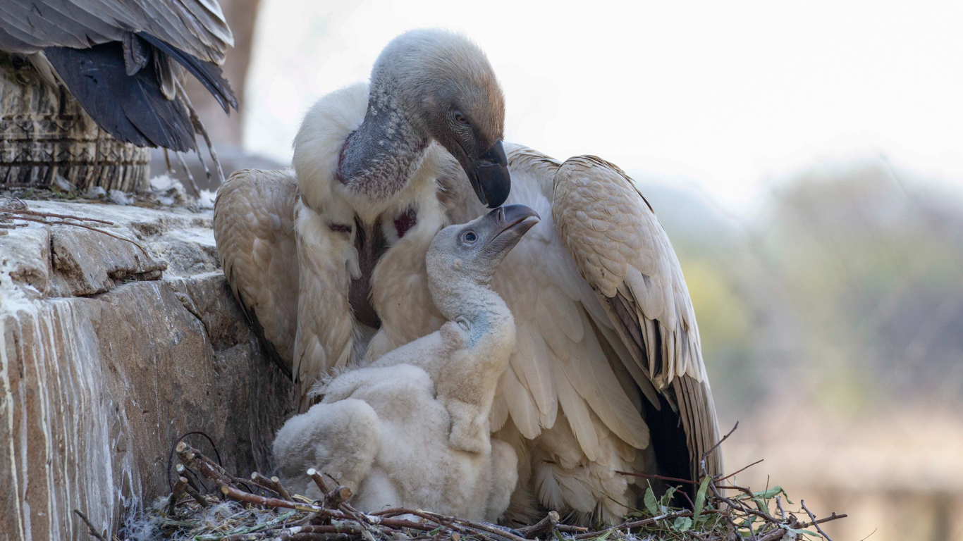 Vultures are being ruthlessly poisoned and driven to extinction!
