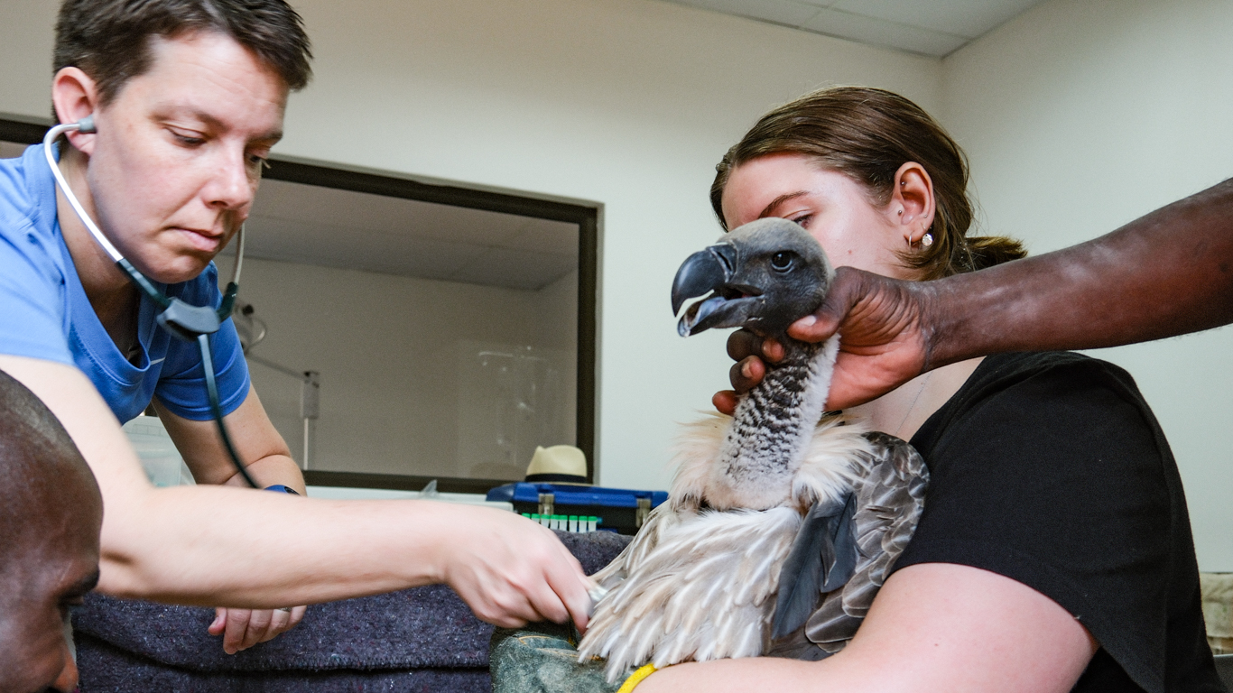 Critically important vultures are being ruthlessly poisoned and pushed to EXTINCTION.