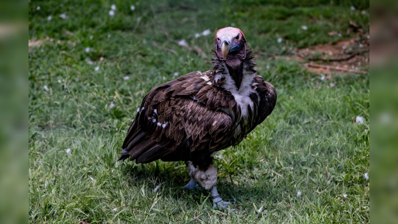 Critically important vultures are being ruthlessly poisoned and pushed to EXTINCTION.