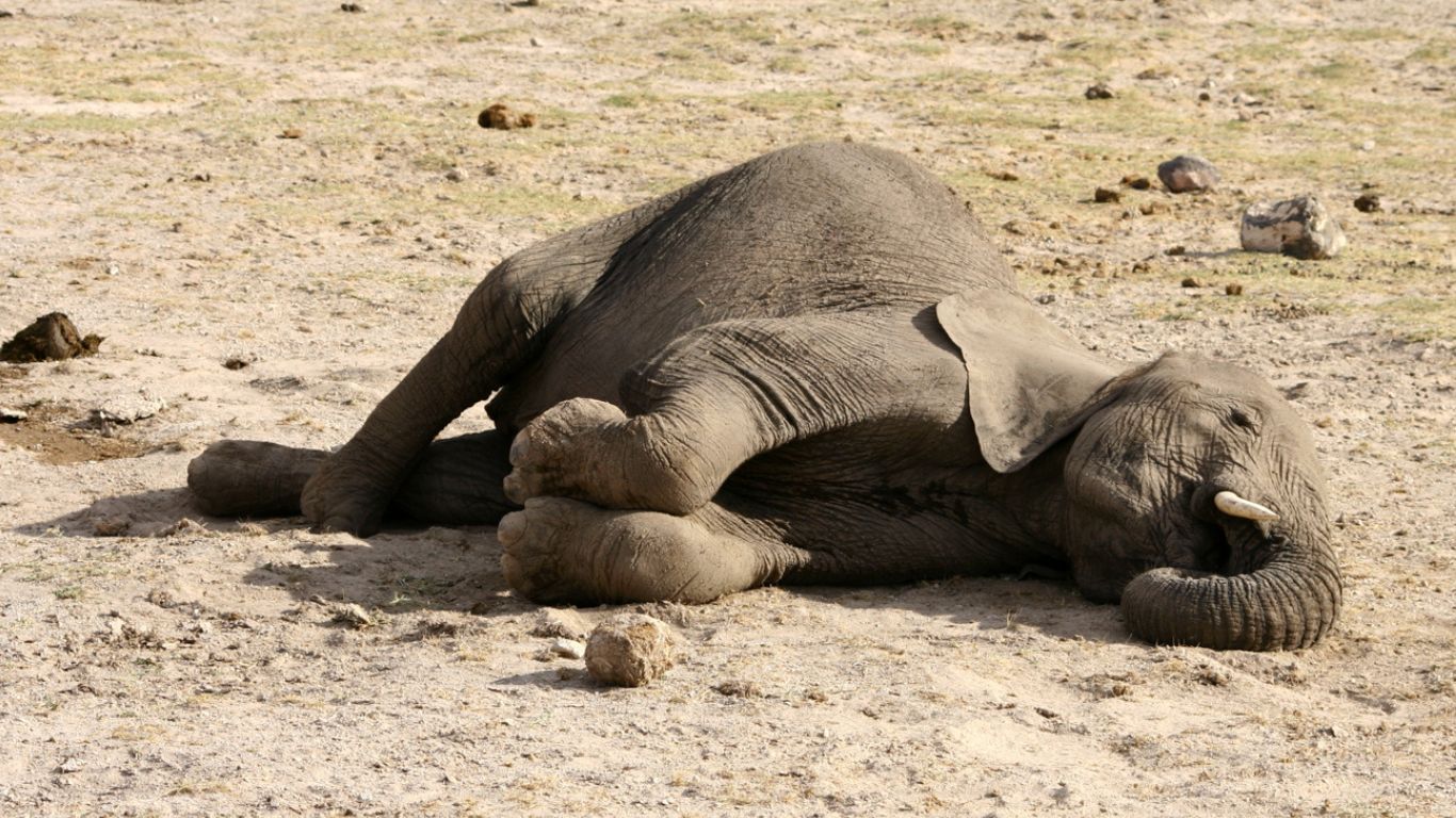 KILLER DROUGHT! 200 elephants and thousands more animals (giraffes, wildebeest, zebras) have perished from thirst!