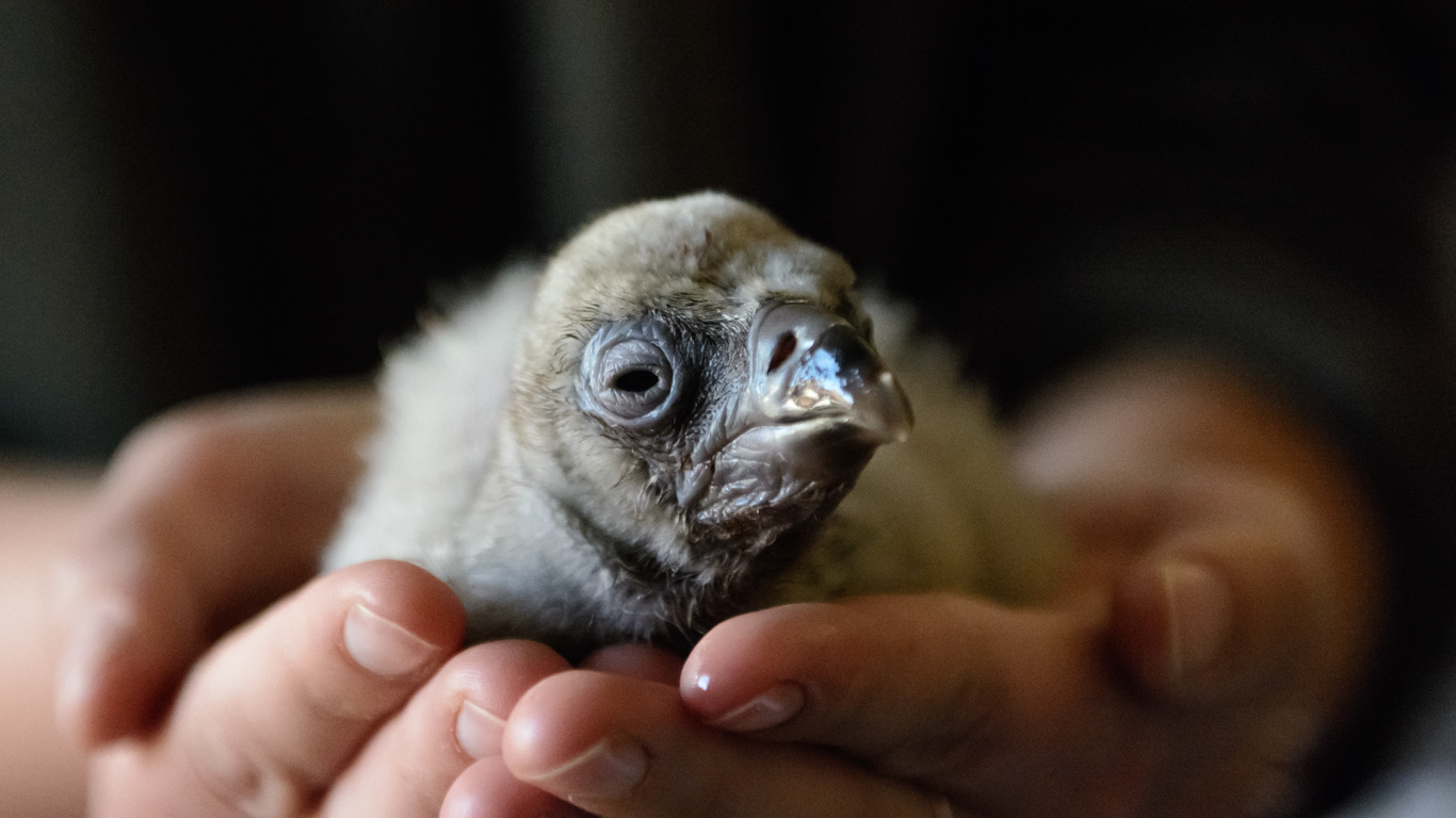 Critically important vultures are being ruthlessly poisoned and pushed to EXTINCTION.