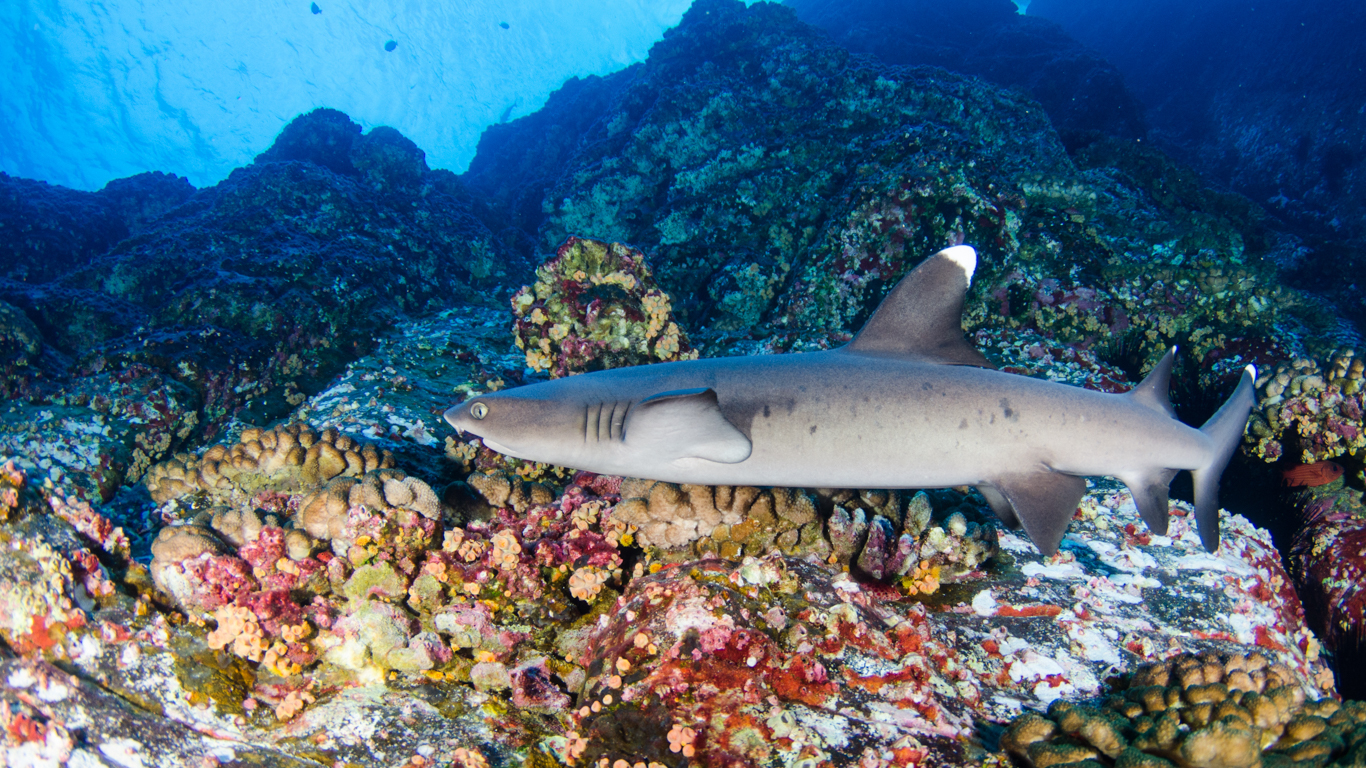 Sharks Have Few Places To Hide From Fishing, Study Shows : The