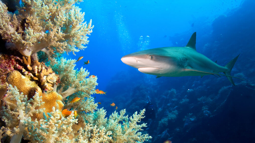 More than half of reef sharks and rays threatened with extinction, study shows