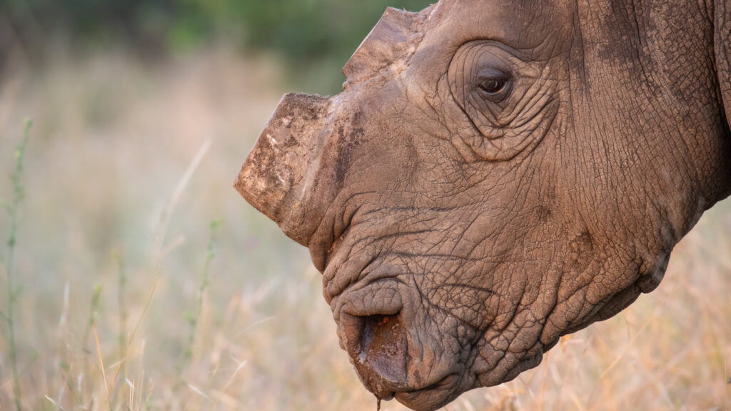 Rhino poaching soars by 93 percent in Namibia