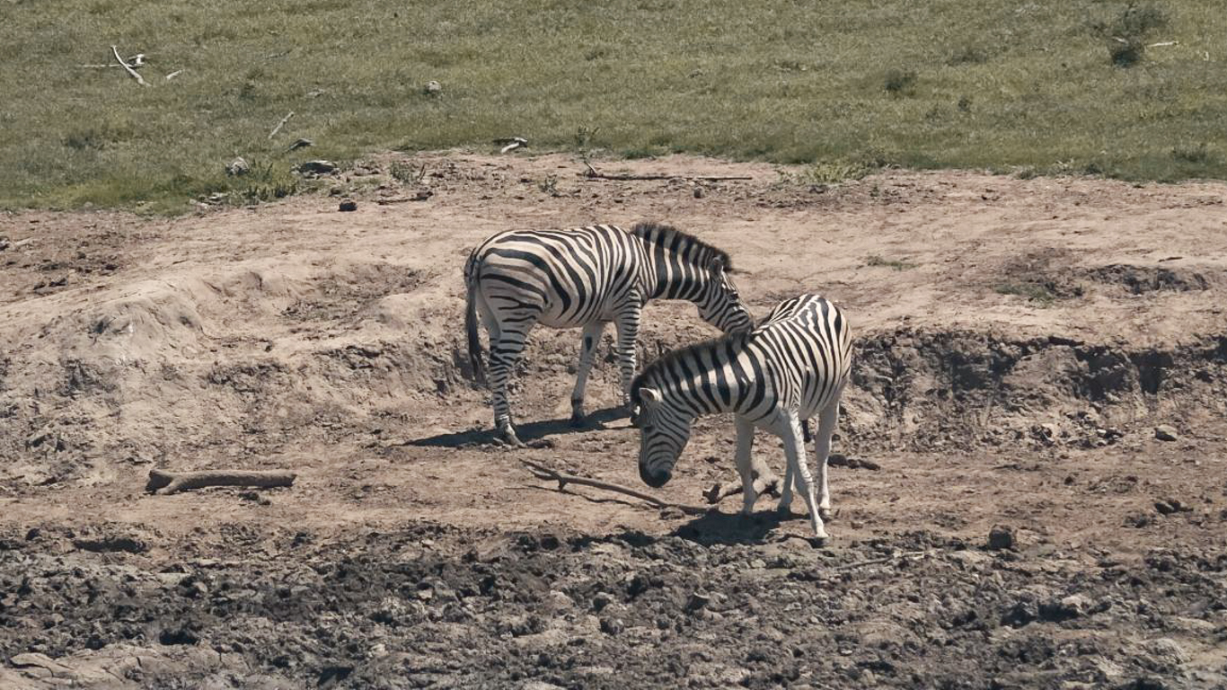 Like QUICKSAND, the muck of the near dried-up waterhole just SUCKED THE YOUNG ELEPHANT IN DEEPER as he struggled to get free…