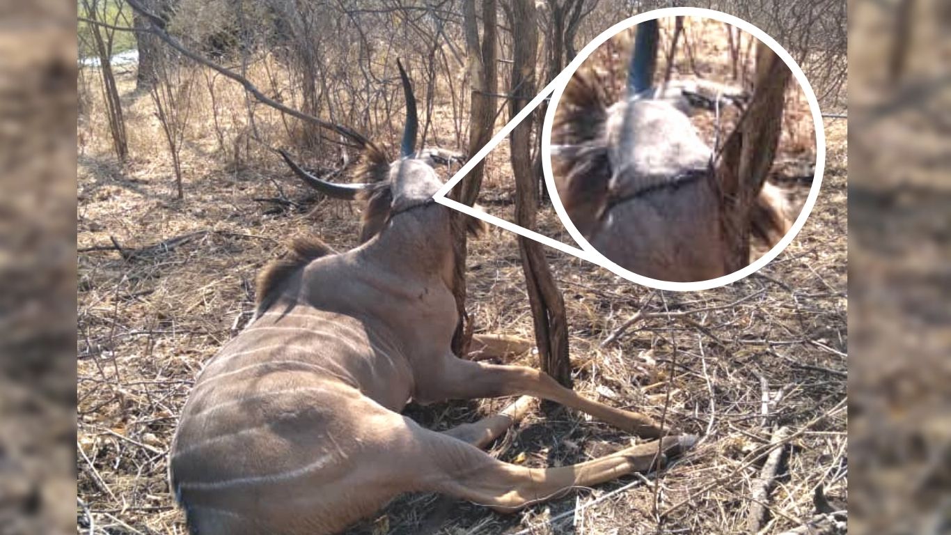 UNBELIEVABLE! TRAGIC! Crocodile destroys anti-poaching patrol boat. Elephants, giraffes, leopards are in MORTAL DANGER!