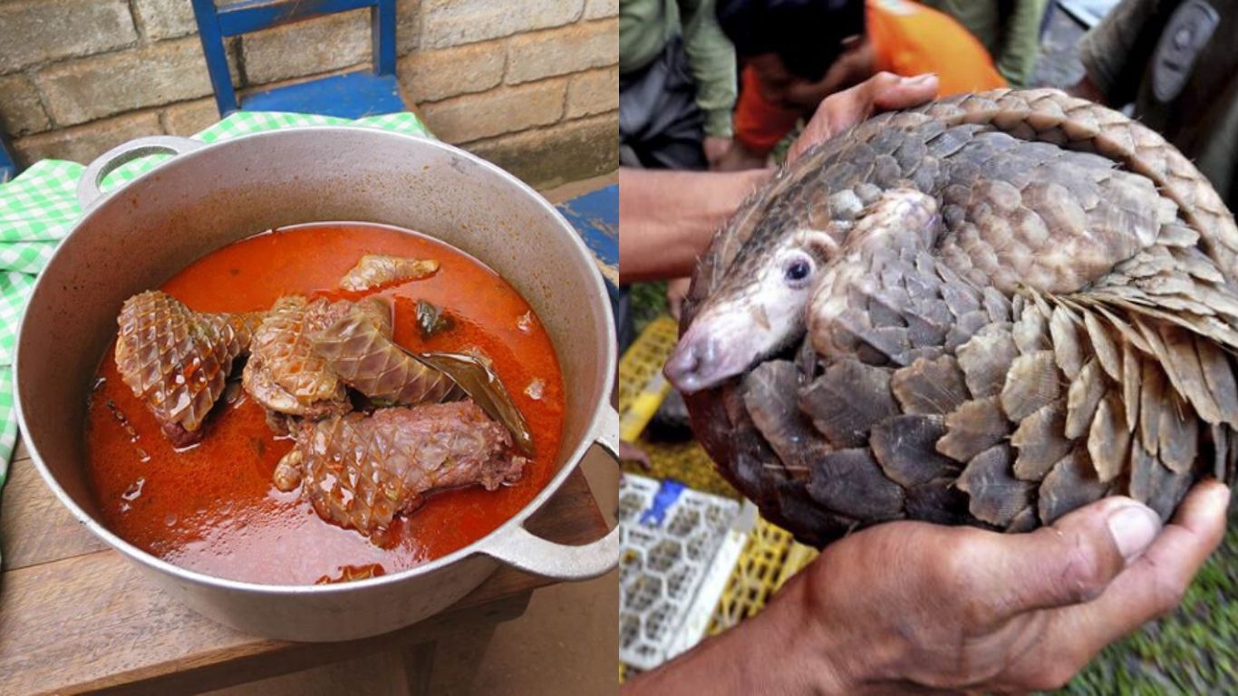 Urgent Action Needed: Help orphaned pangolins survive poaching tragedy!