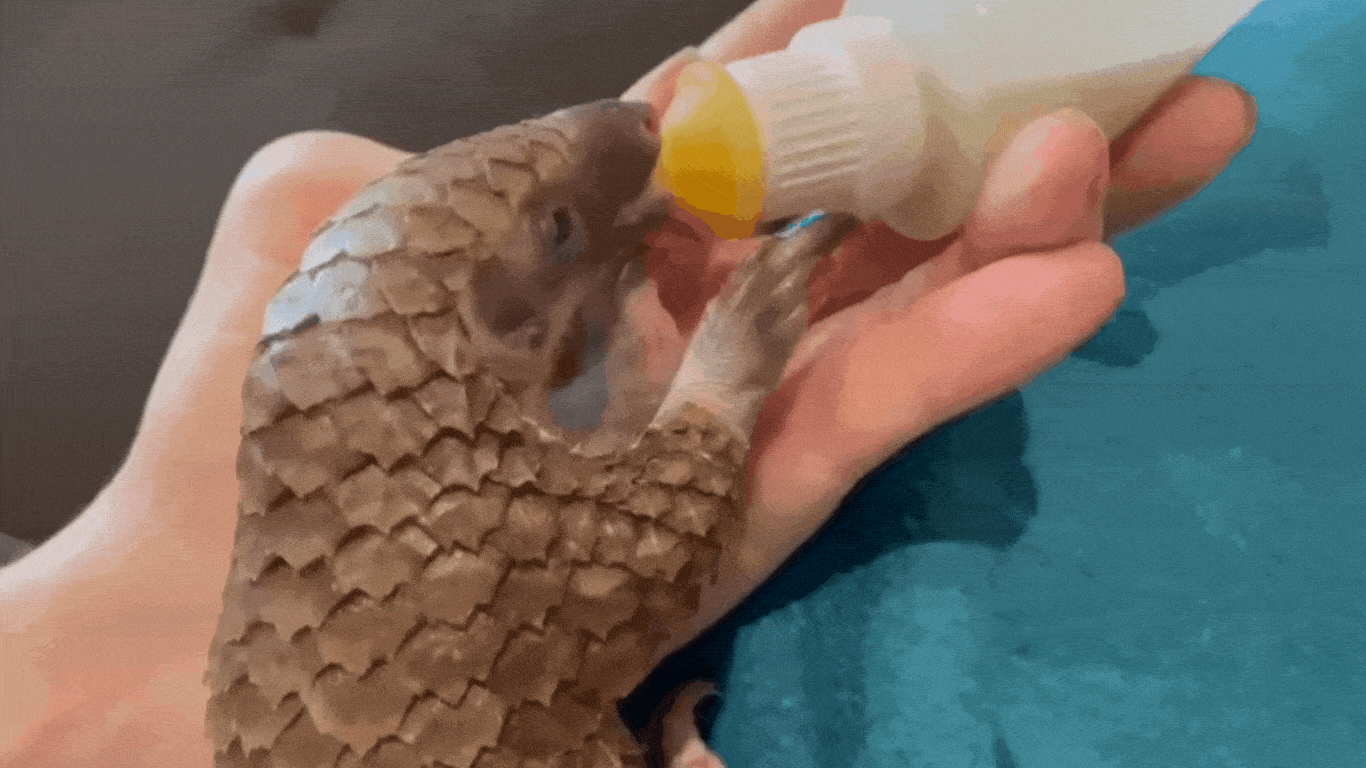 Urgent Action Needed: Help orphaned pangolins survive poaching tragedy!