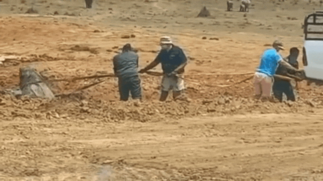 Like QUICKSAND, the muck of the near dried-up waterhole just SUCKED THE YOUNG ELEPHANT IN DEEPER as he struggled to get free…