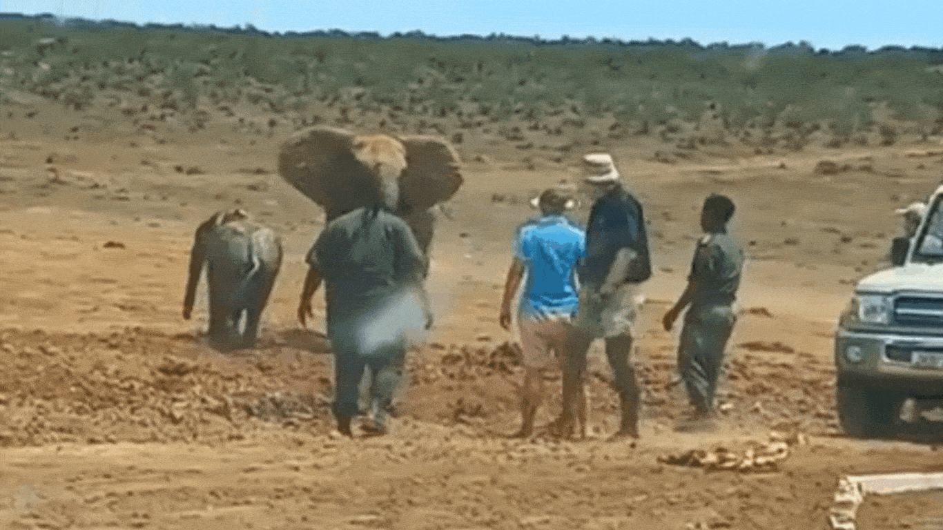 Like QUICKSAND, the muck of the near dried-up waterhole just SUCKED THE YOUNG ELEPHANT IN DEEPER as he struggled to get free…