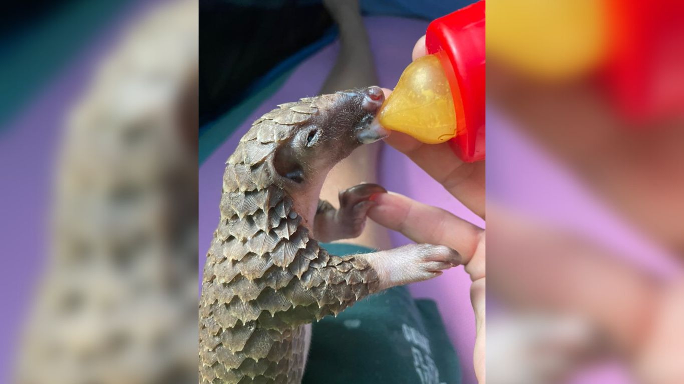 Urgent Action Needed: Help orphaned pangolins survive poaching tragedy!