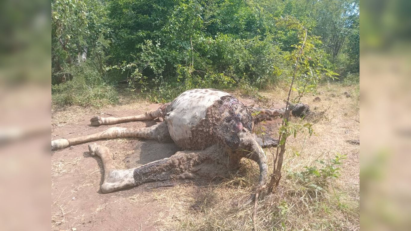 UNBELIEVABLE! TRAGIC! Crocodile destroys anti-poaching patrol boat. Elephants, giraffes, leopards are in MORTAL DANGER!