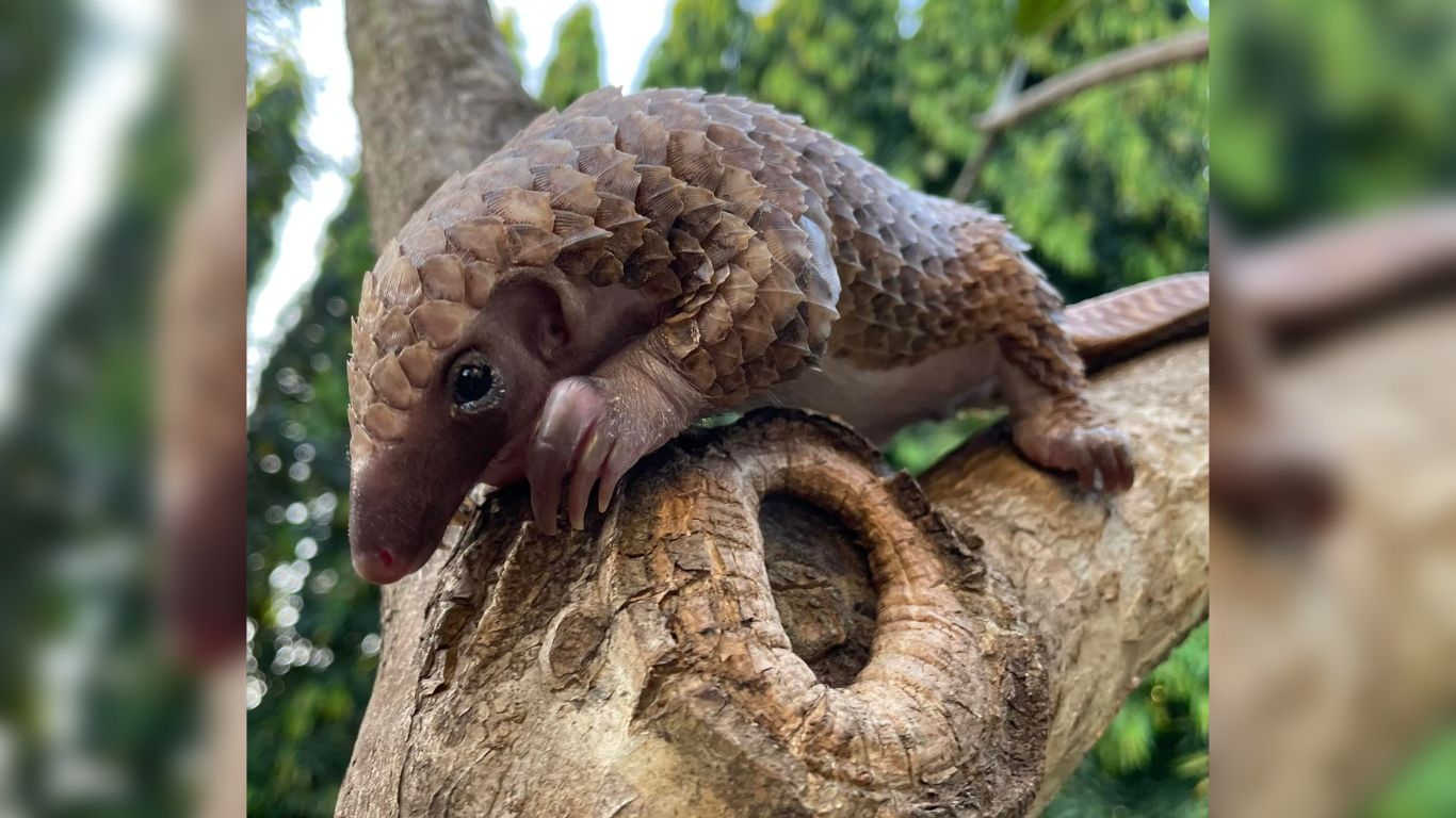 Urgent Action Needed: Help orphaned pangolins survive poaching tragedy!