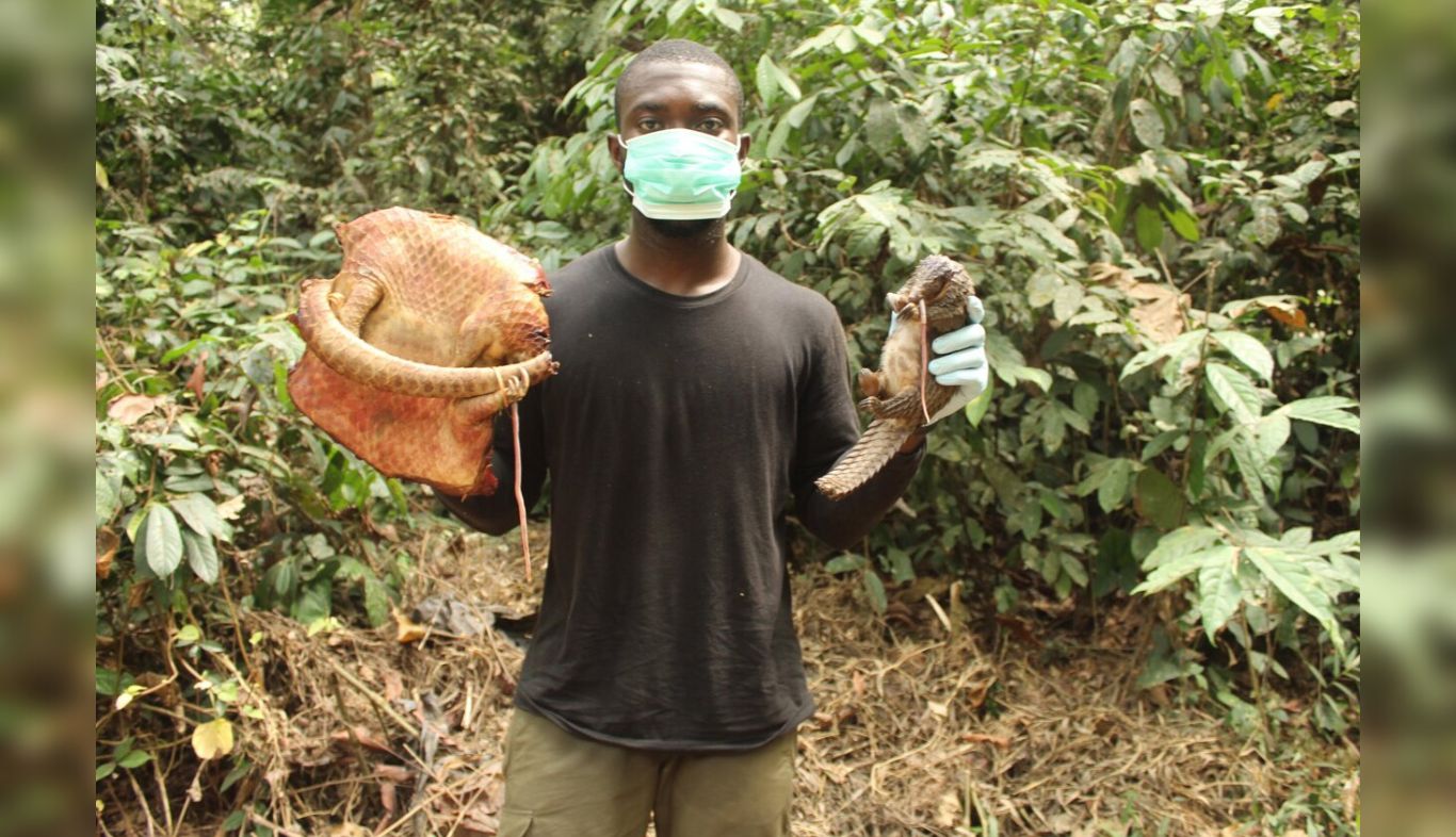 Urgent Action Needed: Help orphaned pangolins survive poaching tragedy!