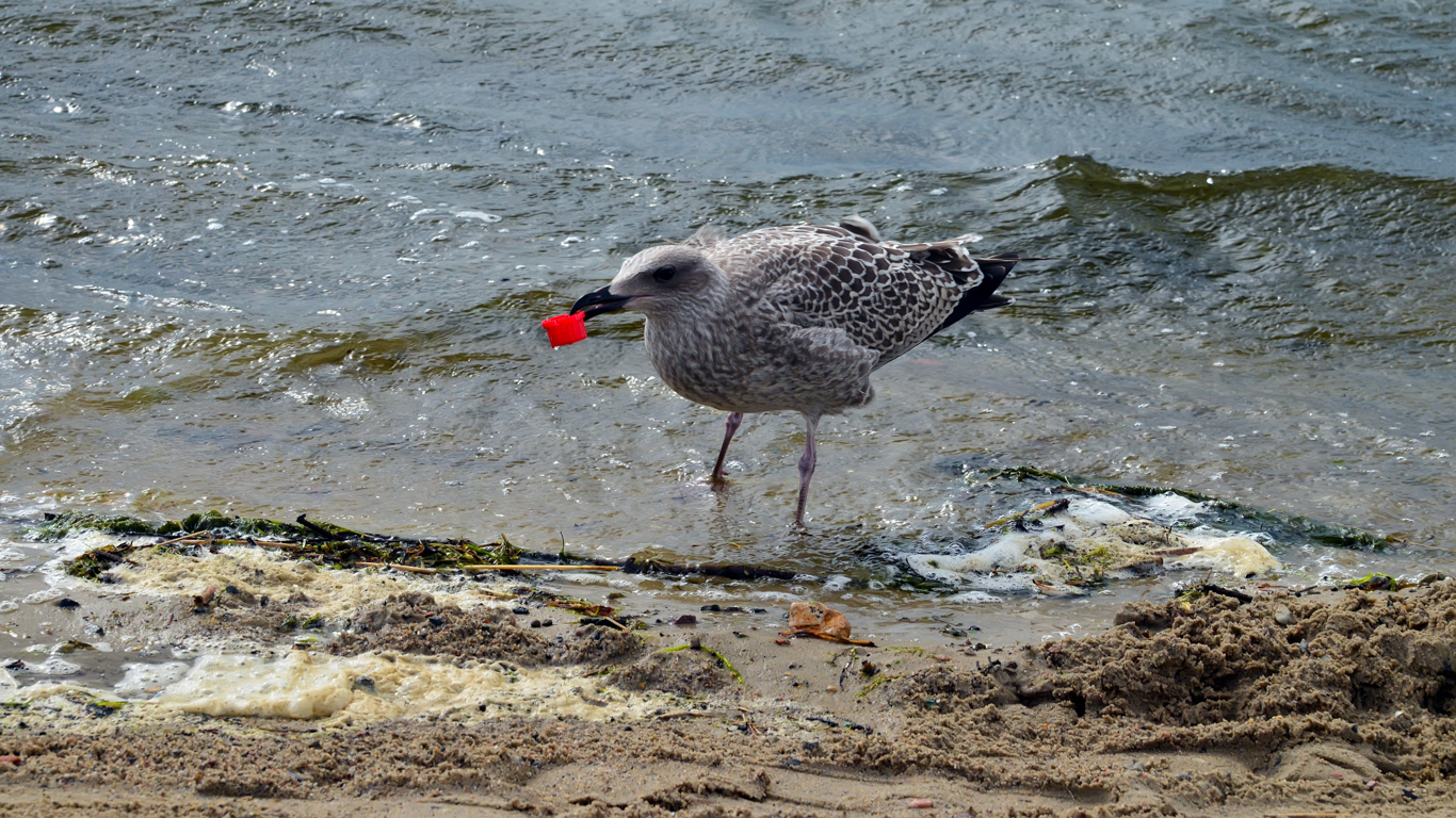 Study: Most Of The Plastic Found In Seabirds' Stomachs Was Recycleable