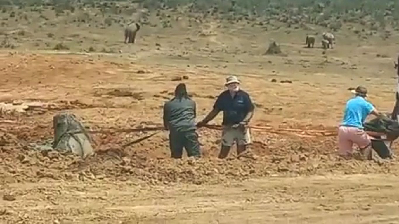 Like QUICKSAND, the muck of the near dried-up waterhole just SUCKED THE YOUNG ELEPHANT IN DEEPER as he struggled to get free…