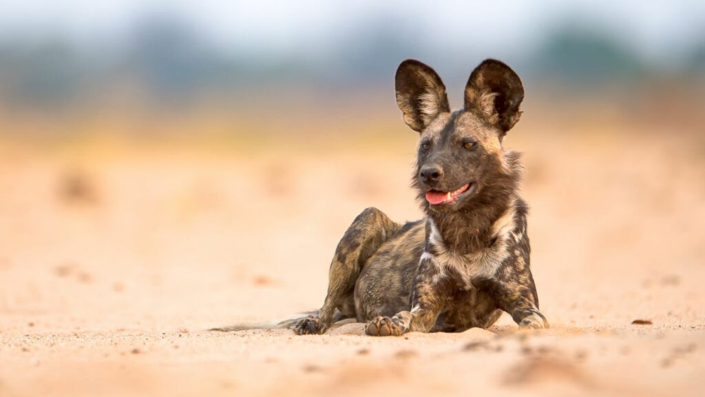Africa's painted dog are racing to extinction. Please help them.