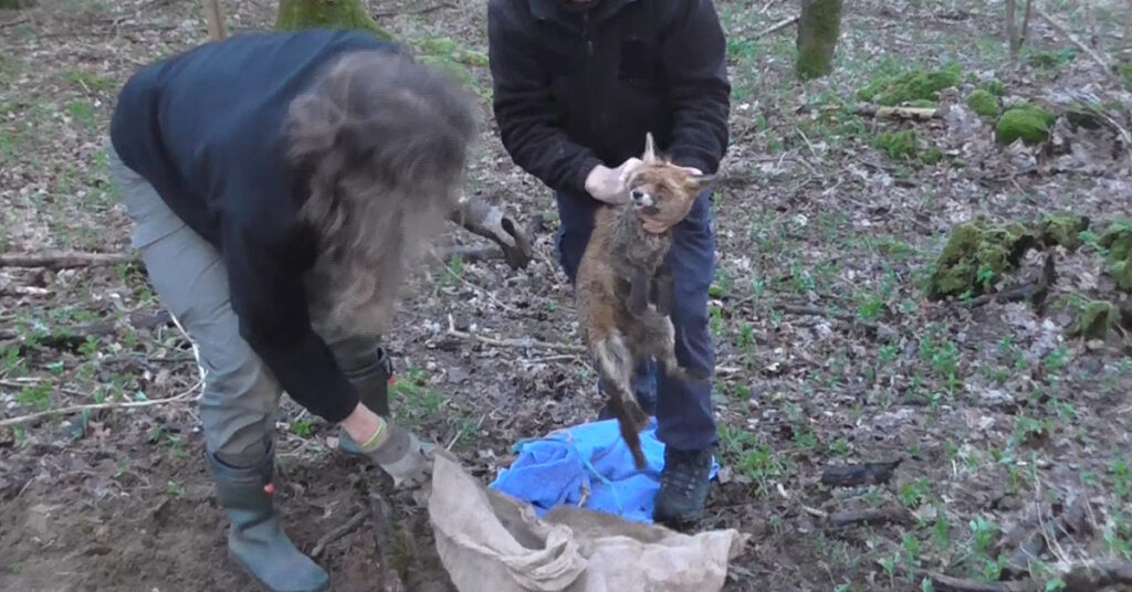 Fox rescued after being ‘bagged’ and trapped underground for illegal hunt