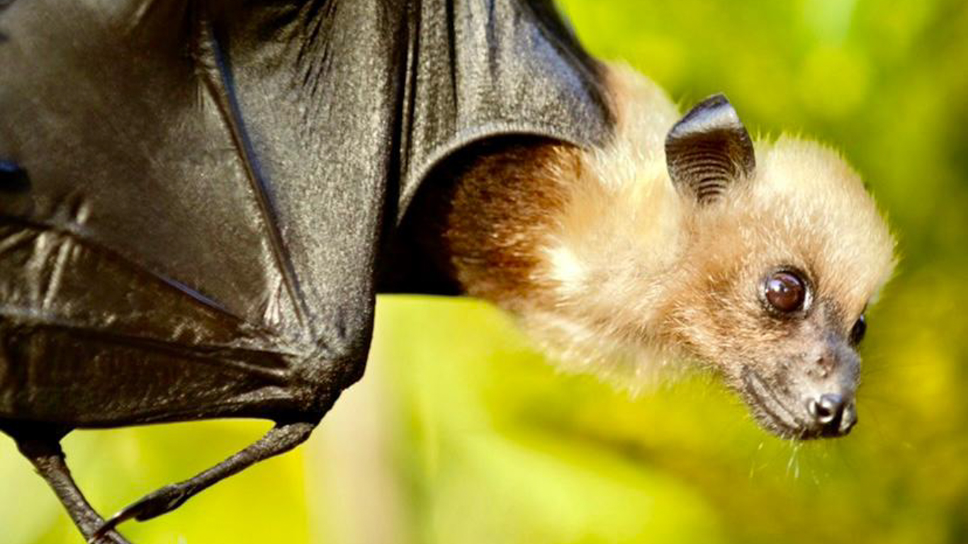 This holiday island hides SICKENING wildlife brutality - flying foxes beaten to death and turned into DINNER!