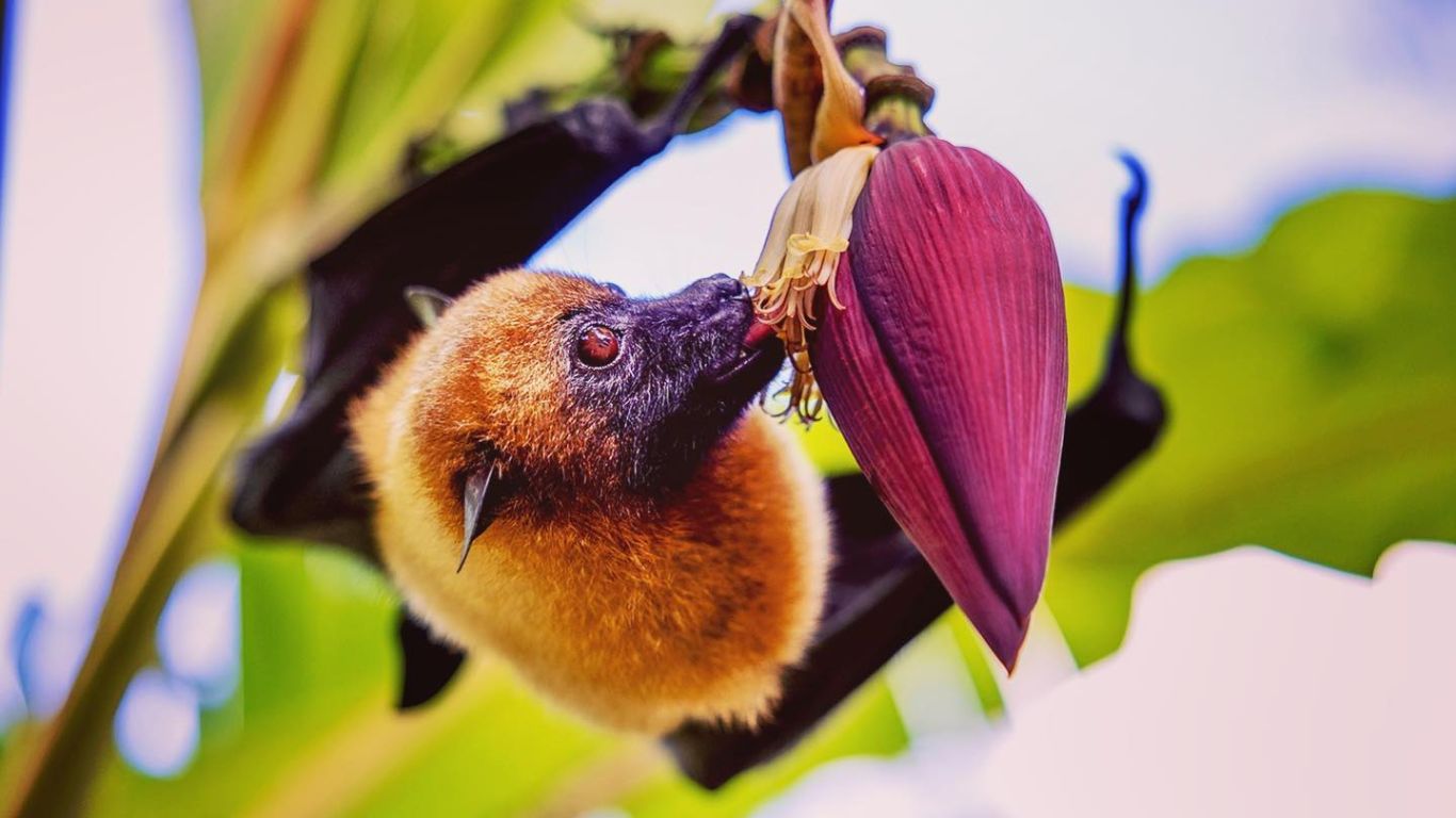 This holiday island hides SICKENING wildlife brutality - flying foxes beaten to death and turned into DINNER!