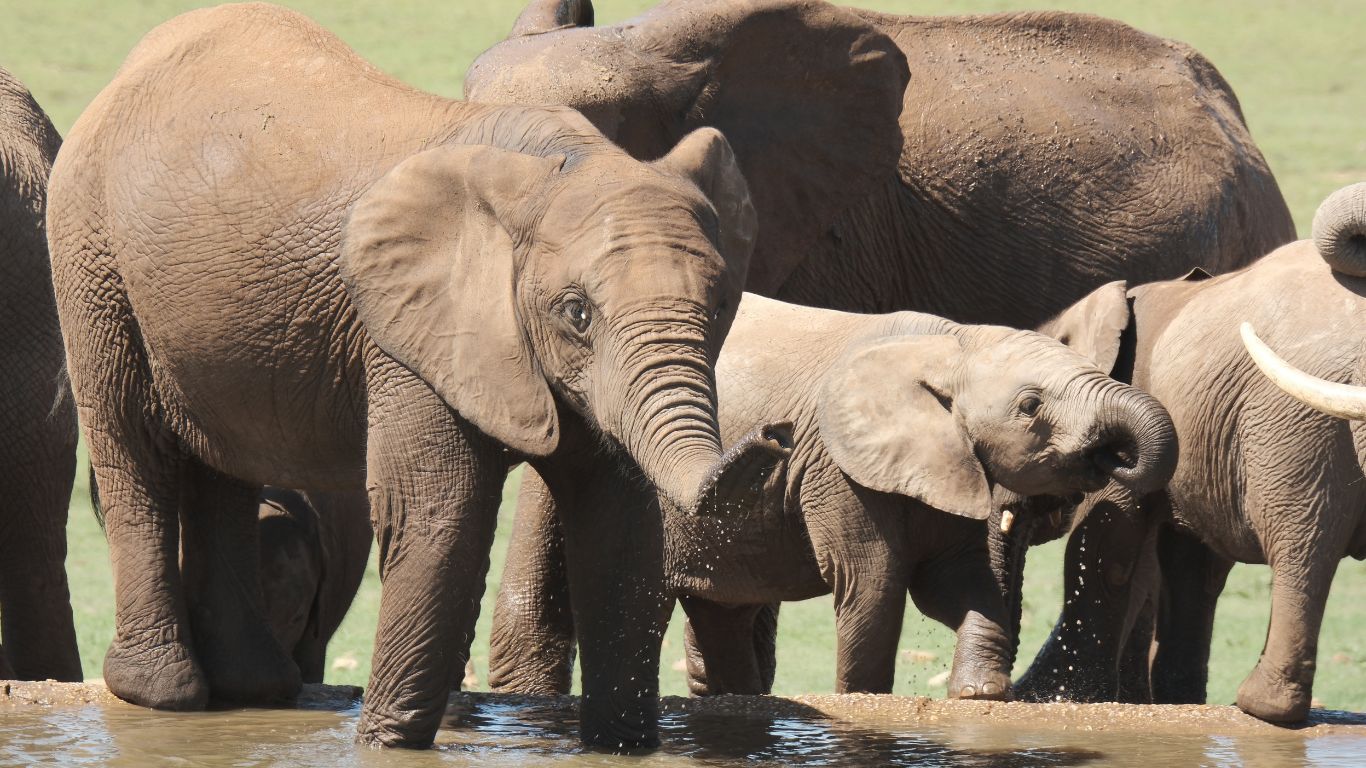 The African elephant population has PLUMMETED from more than 5 million 100 years ago to just 415,000 today!