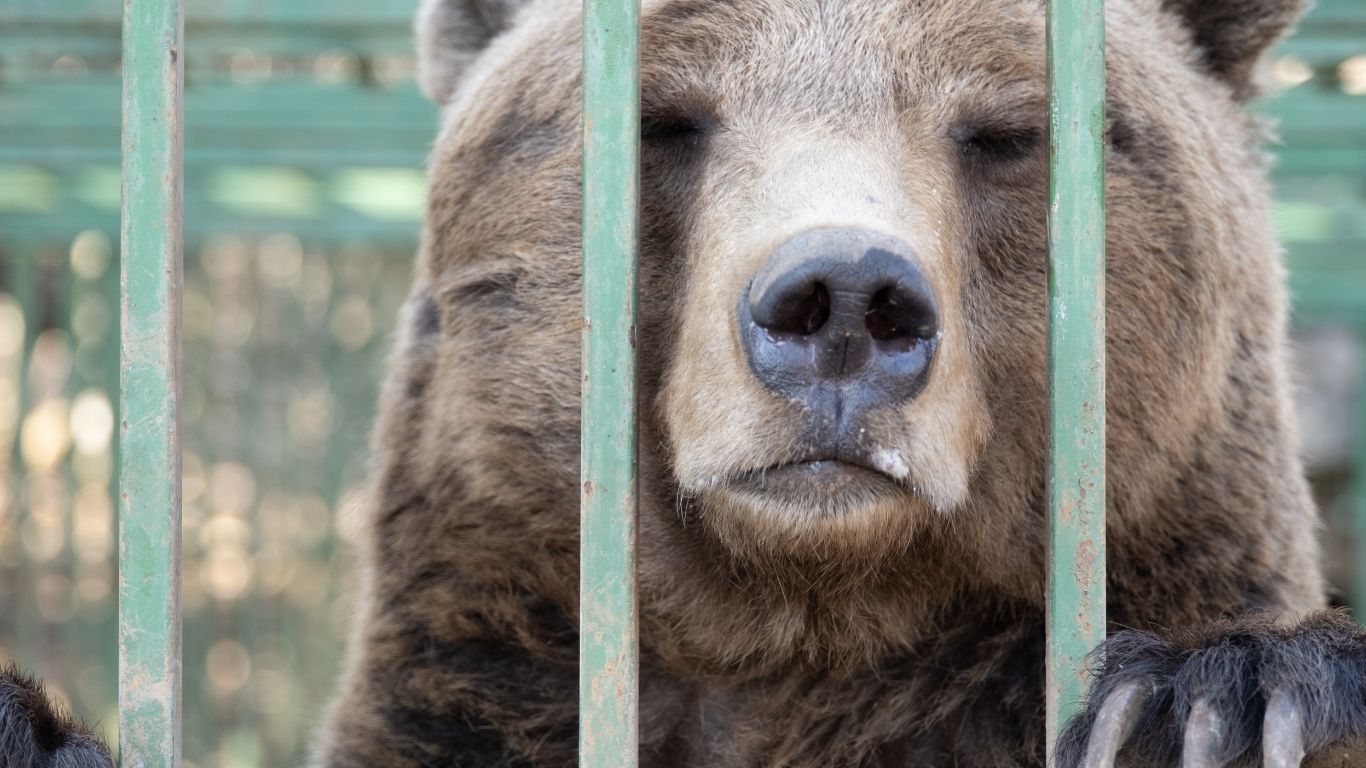 Ljubo the caged bear is STILL suffering. Here is the progress we have made so far.