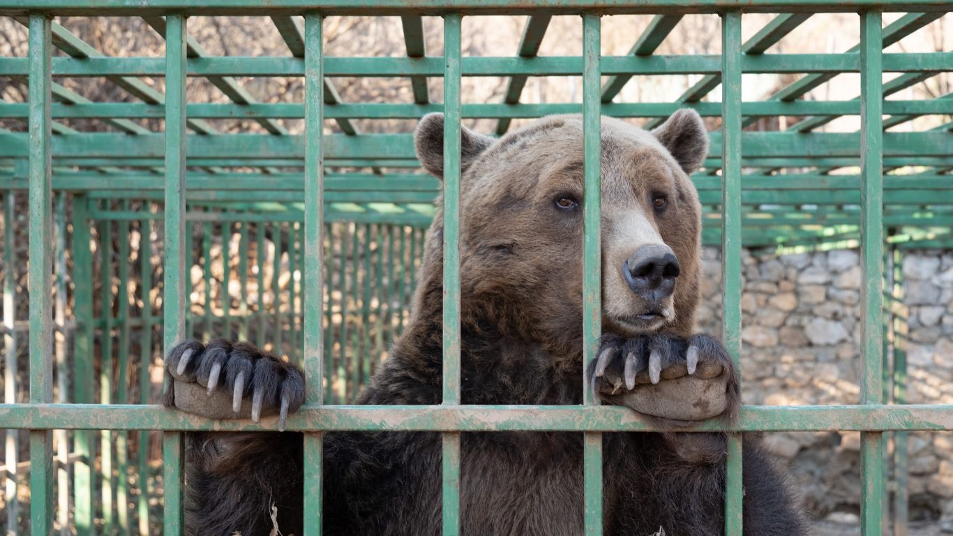 Ljubo the caged bear is STILL suffering. Here is the progress we have made so far.