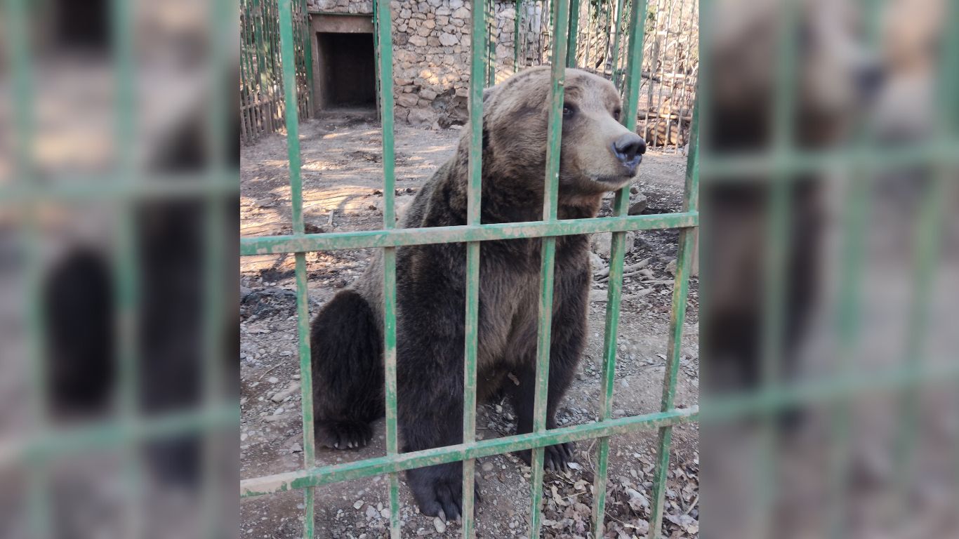 Ljubo the caged bear is STILL suffering. Here is the progress we have made so far.