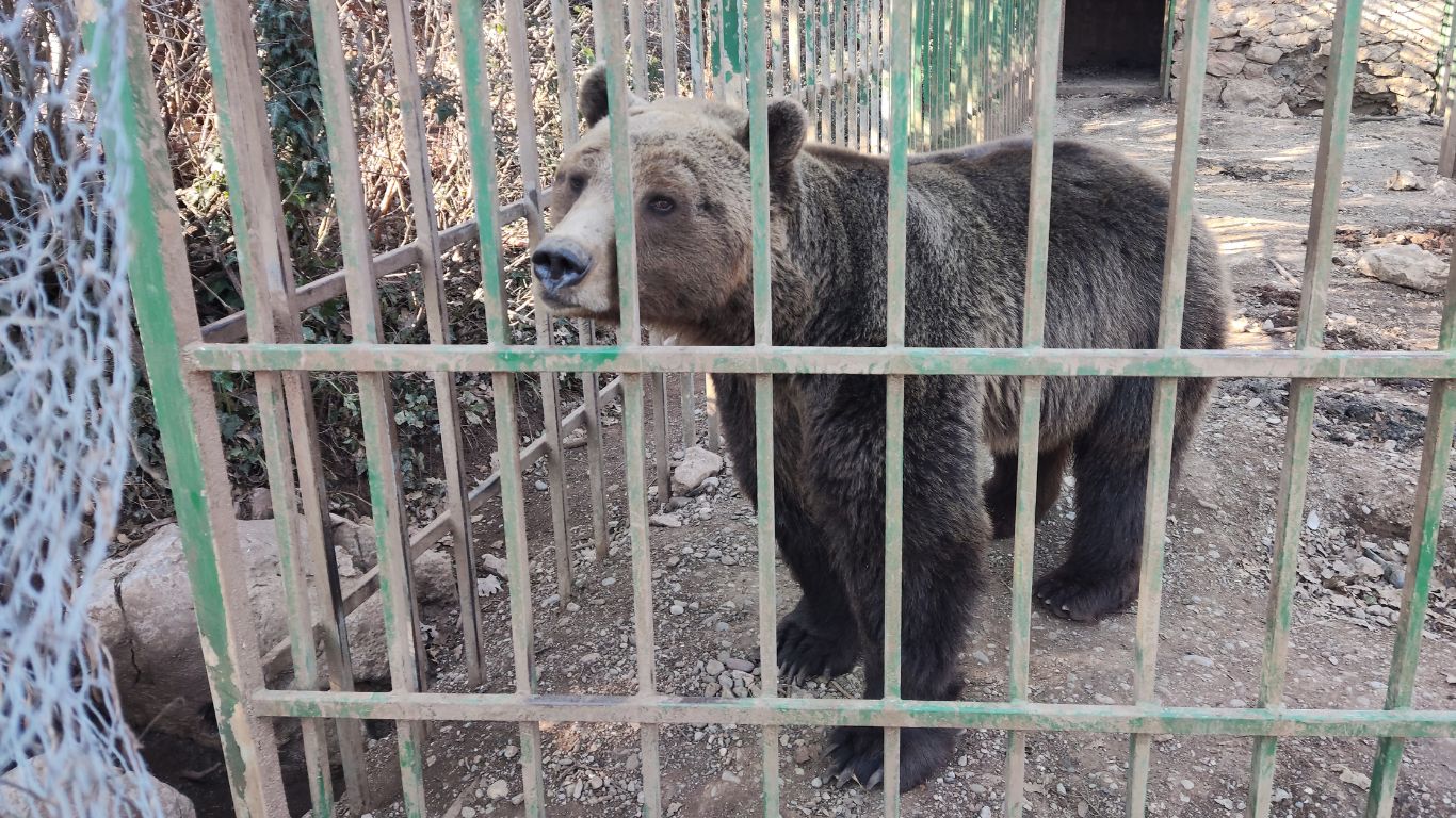 Ljubo the caged bear is STILL suffering. Here is the progress we have made so far.