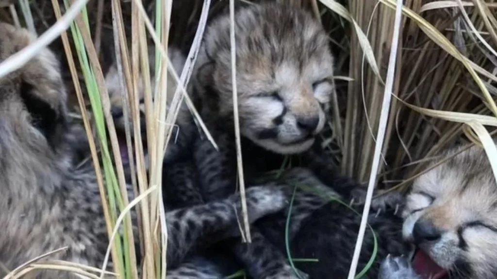 First cheetah cubs born in India in more than seven decades die in heatwave