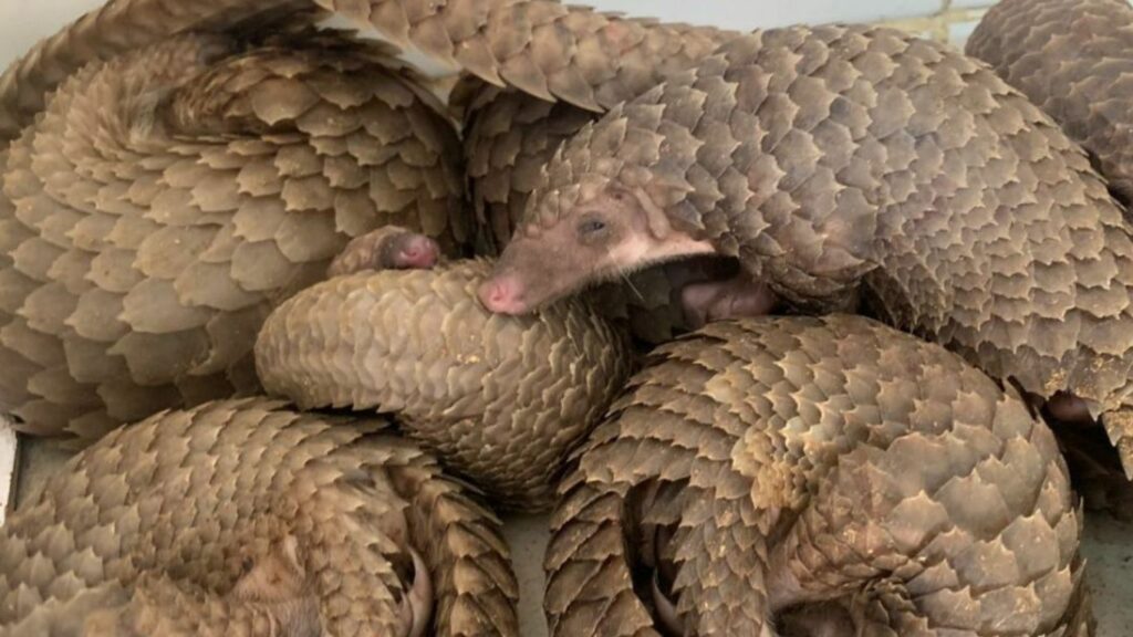 There is one thing standing between these orphaned pangolins and death (and YOU can provide it!).