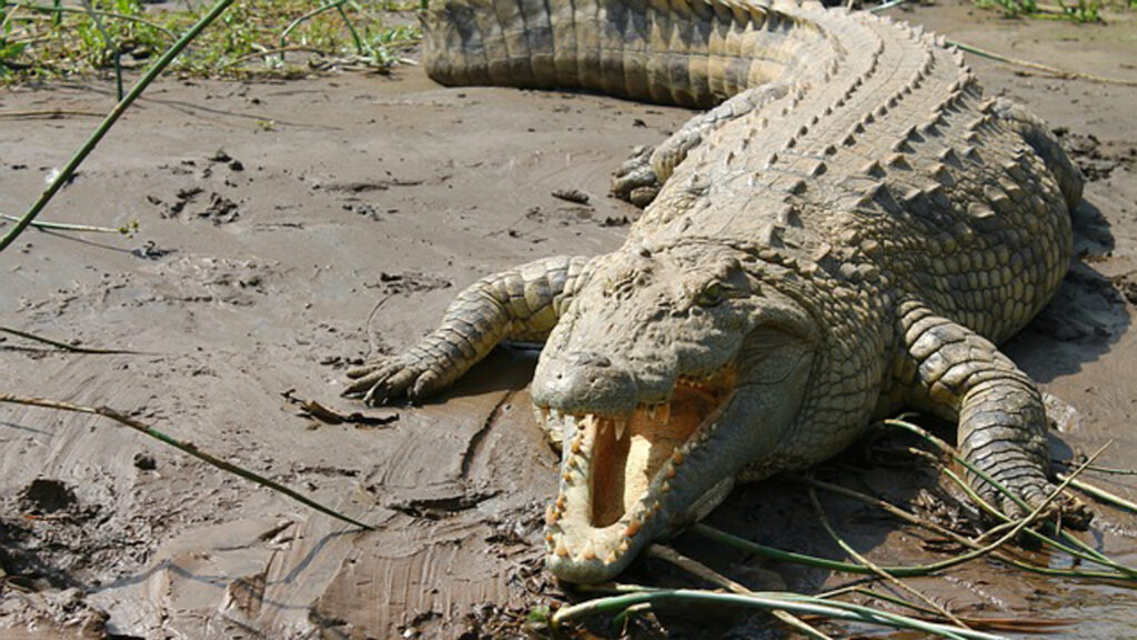 Unbelievable! Three arrested with a stolen Nile CROCODILE
