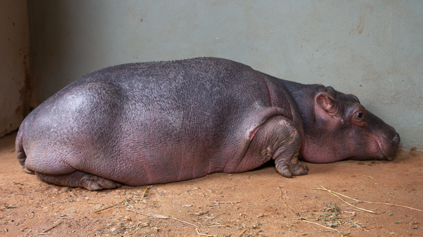 This hippo calf orphaned after getting trapped in a dam urgently needs your help to survive!