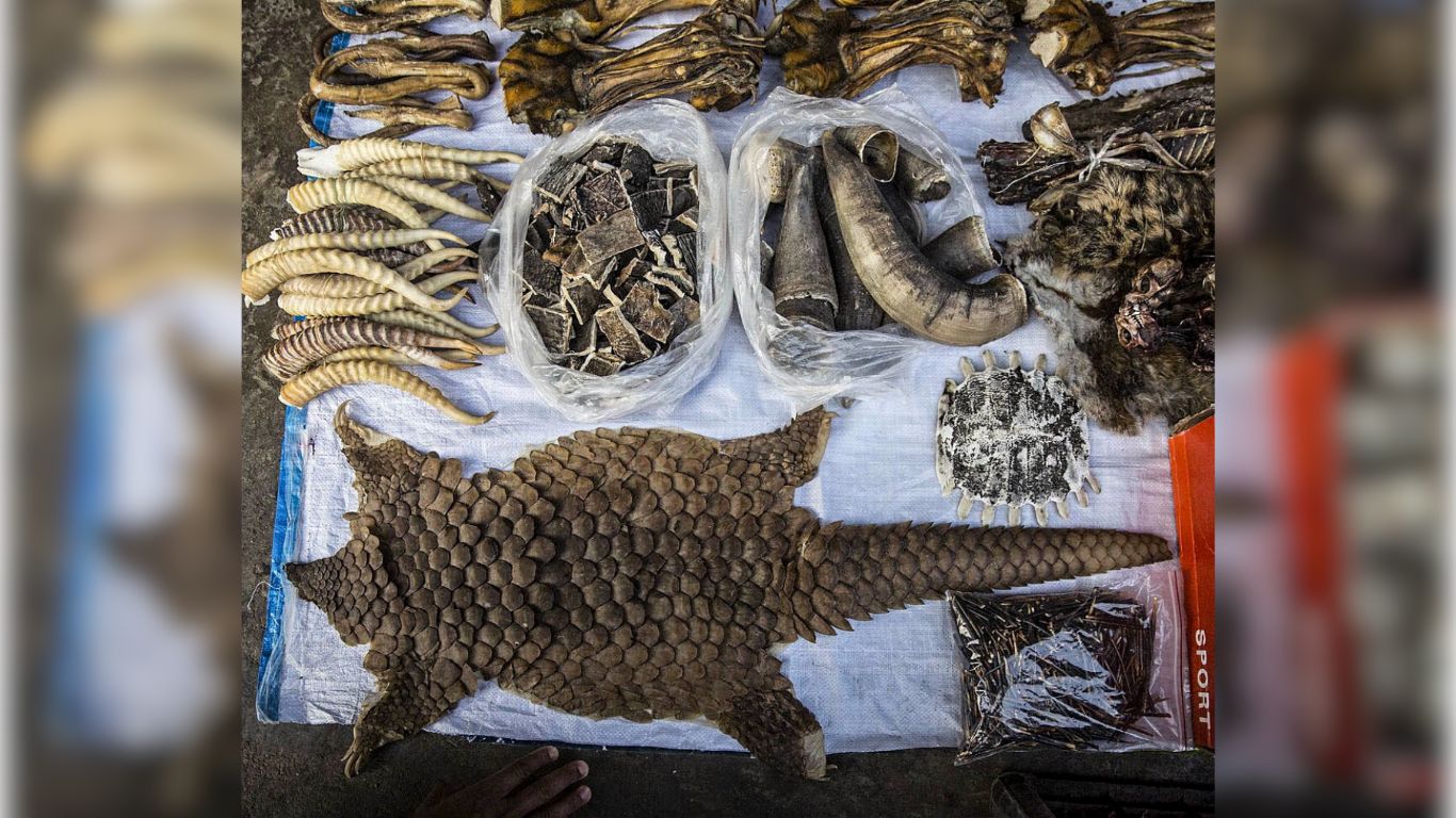 There is one thing standing between these orphaned pangolins and death (and YOU can provide it!).