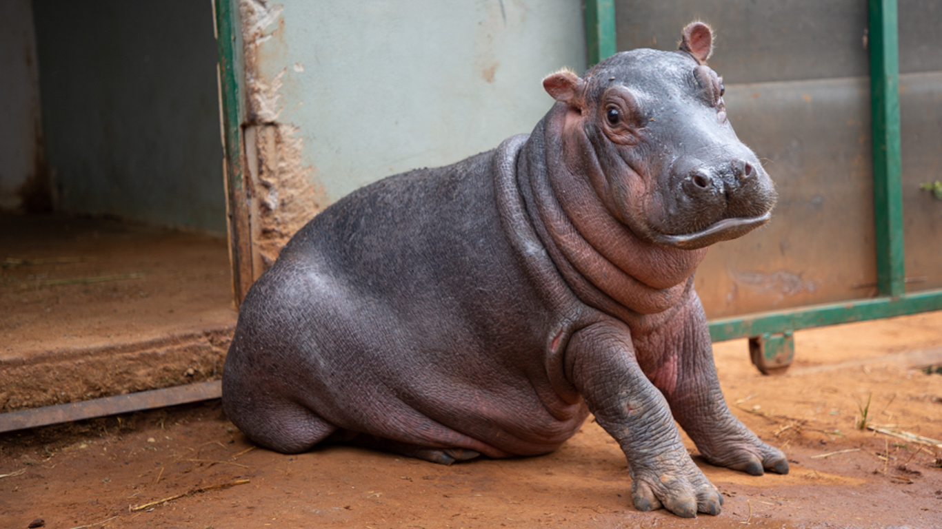 This hippo calf orphaned after getting trapped in a dam urgently needs your help to survive!