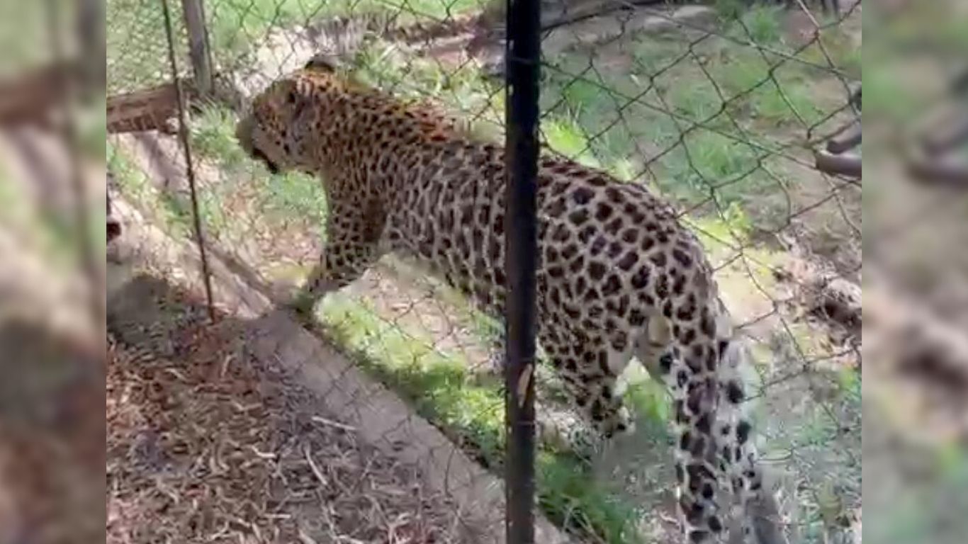 We must move this captive leopard to a spacious sanctuary - his relocation permit is about to expire!