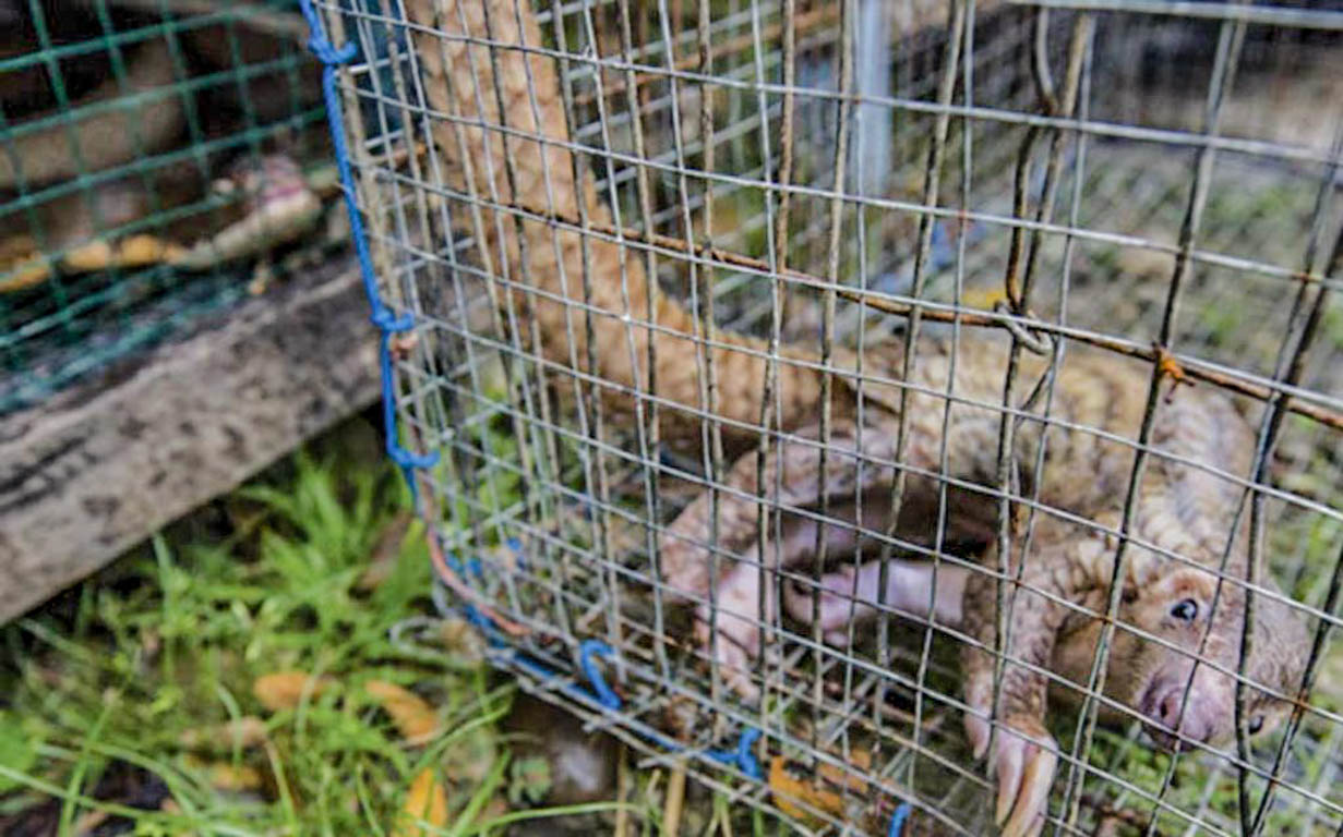 There is one thing standing between these orphaned pangolins and death (and YOU can provide it!).