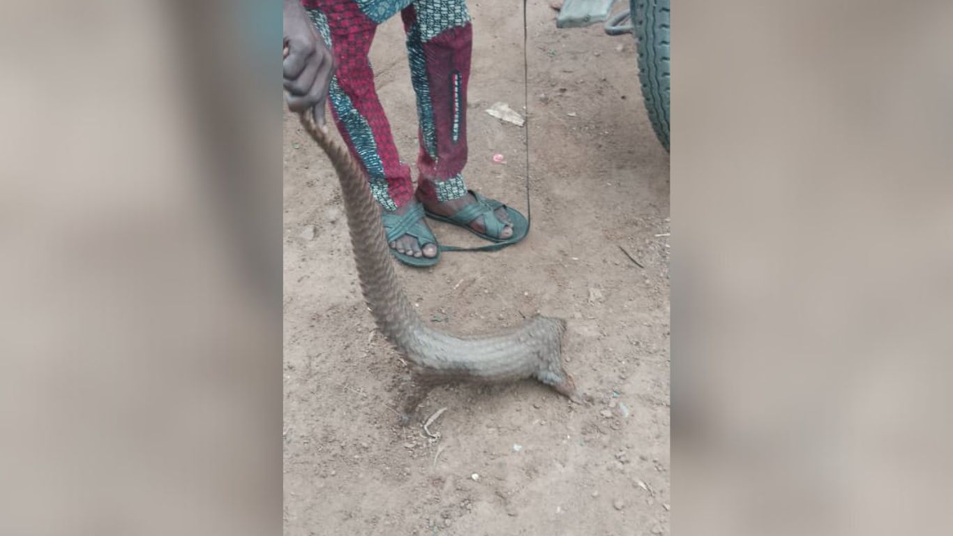 There is one thing standing between these orphaned pangolins and death (and YOU can provide it!).