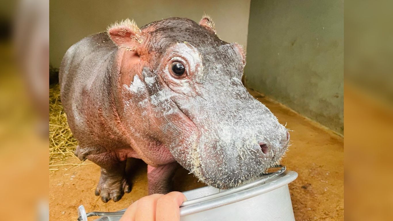 This hippo calf orphaned after getting trapped in a dam urgently needs your help to survive!