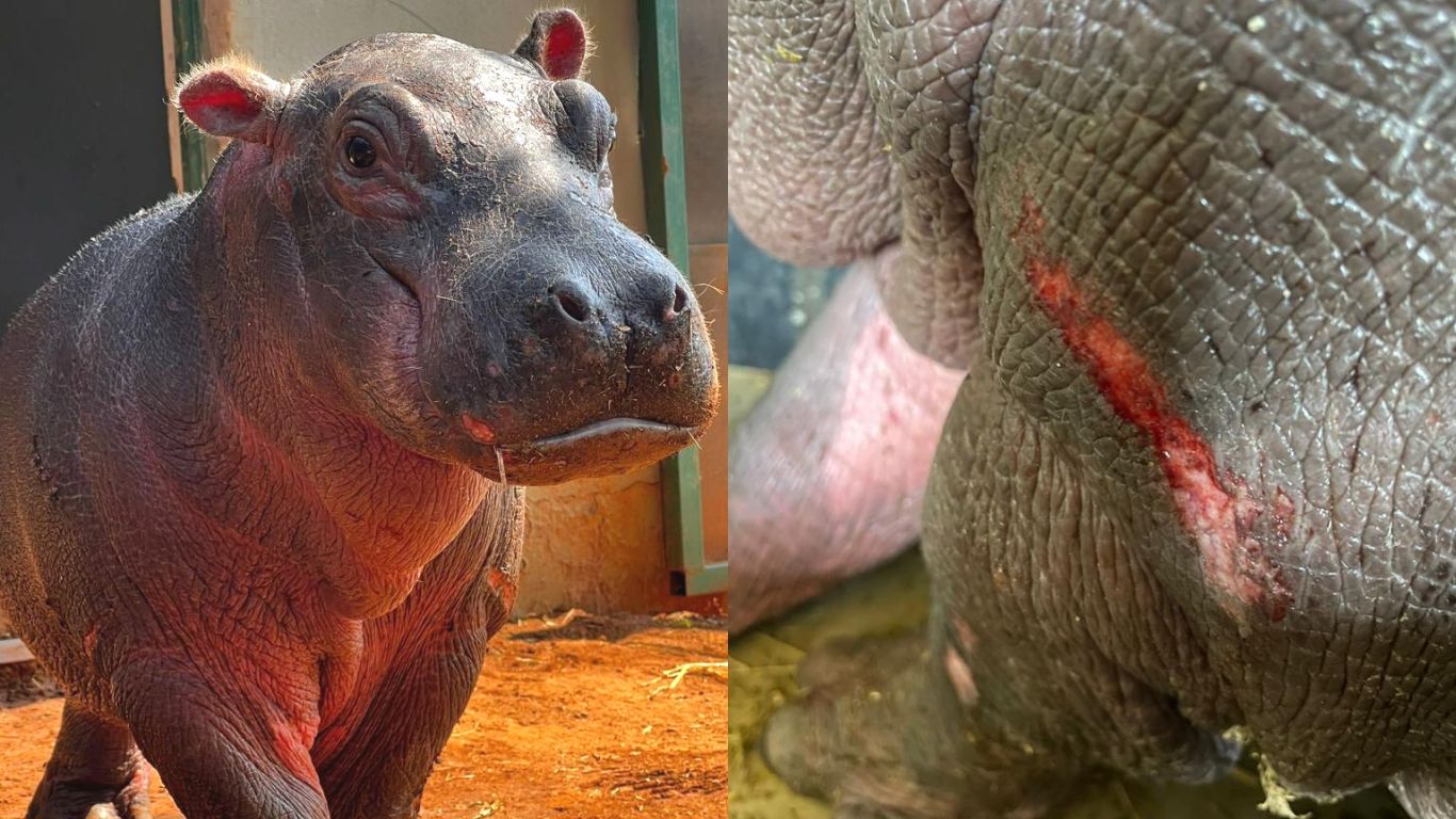 This hippo calf orphaned after getting trapped in a dam urgently needs your help to survive!