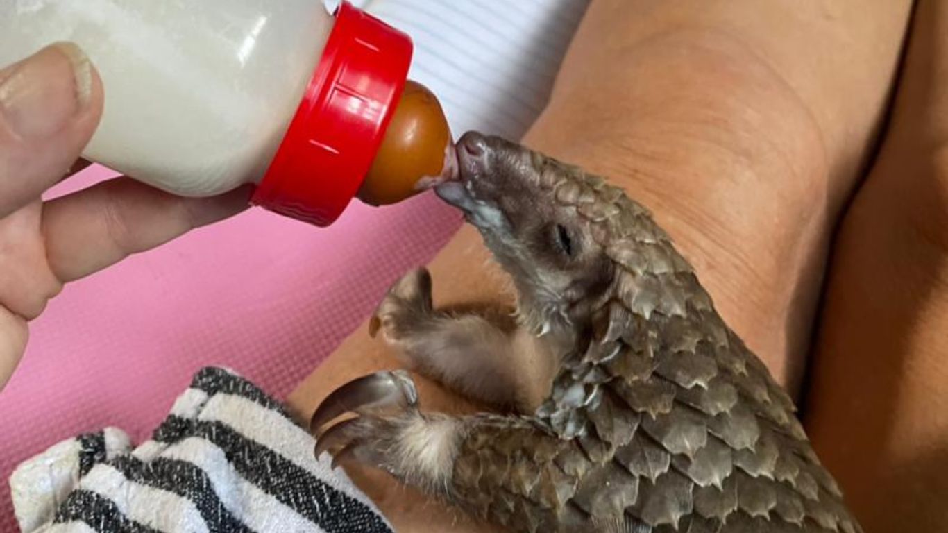 There is one thing standing between these orphaned pangolins and death (and YOU can provide it!).