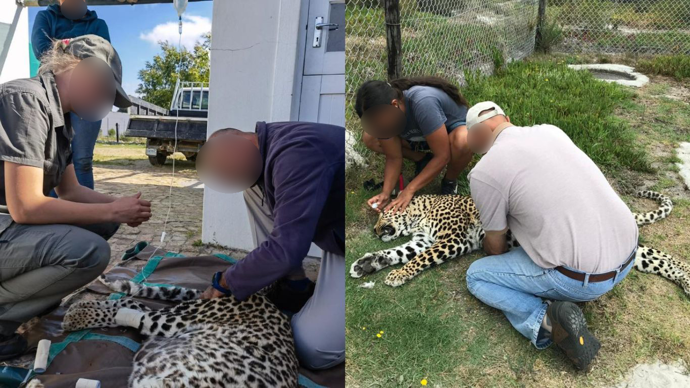 We must move this captive leopard to a spacious sanctuary - his relocation permit is about to expire!