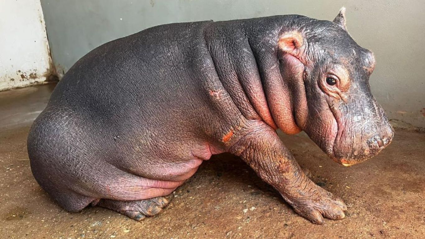 This hippo calf orphaned after getting trapped in a dam urgently needs your help to survive!