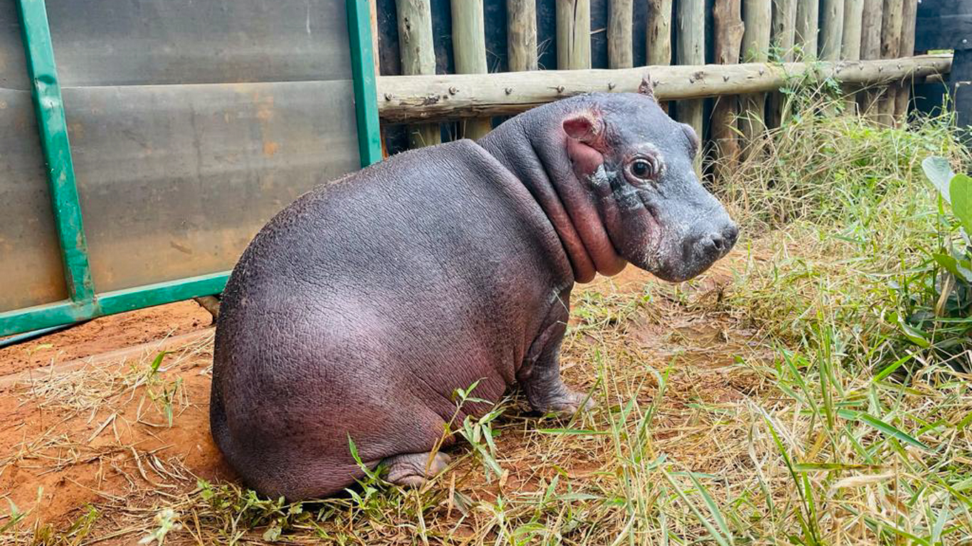 This hippo calf orphaned after getting trapped in a dam urgently needs